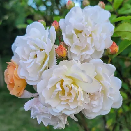 Maison St. Couette-café