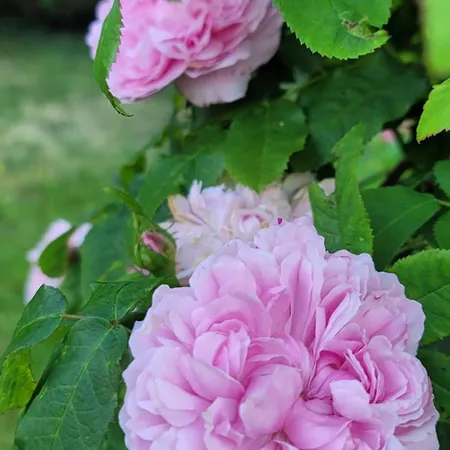 Maison St. Couette-café Saint-James