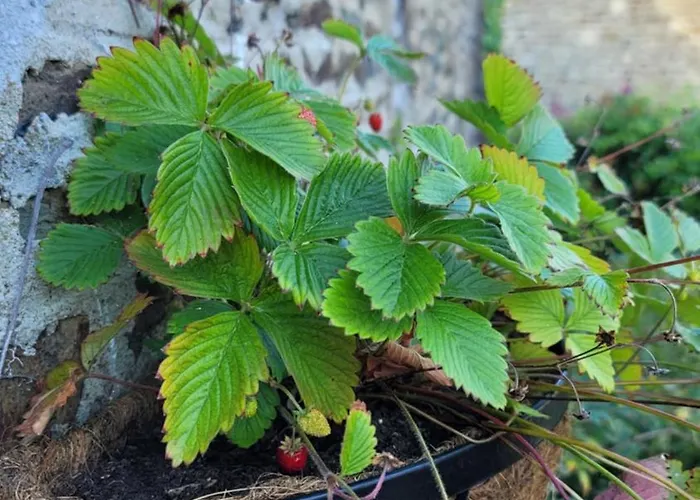 Maison St. Couette-café 3*