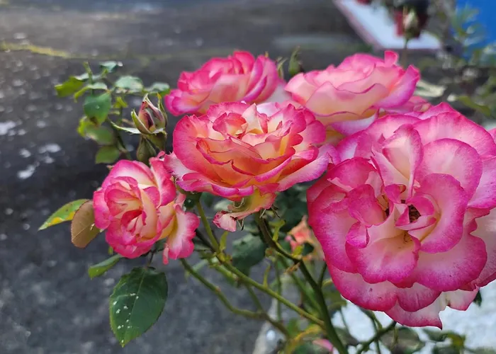 Maison St. Saint-James