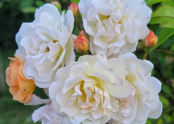 Maison St. Couette-café