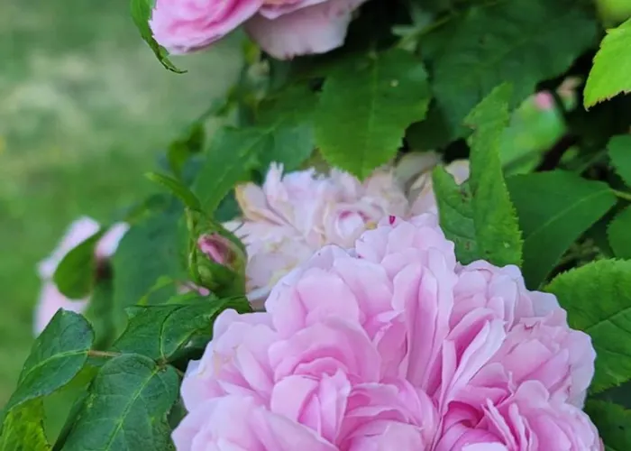 Maison St. Couette-café Saint-James